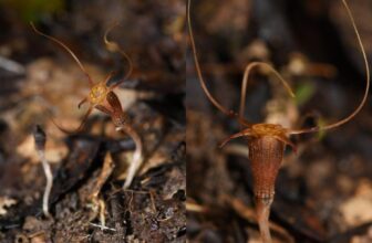 Researchers Discover New Species of Enigmatic ‘Fairy Lantern’ Plants