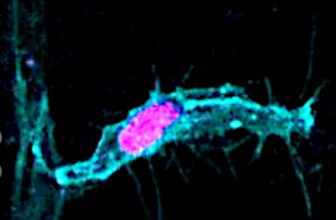 What You Learned About Cell Division Is Probably Wrong